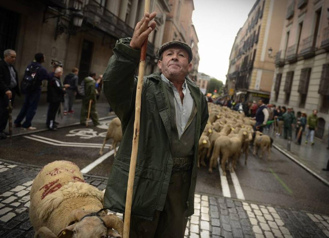 Un pastor conduce a su rebaño por la ruta marcada.. 