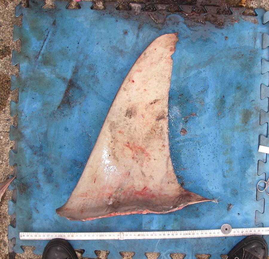 Por sus aletas los conocerás. TIBURÓN MARTILLO GIGANTE