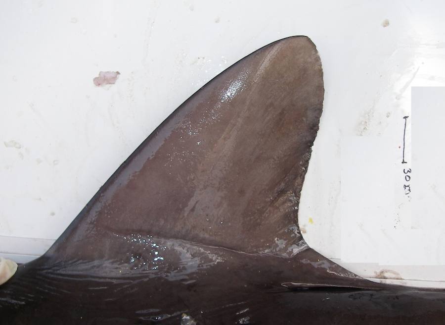 Por sus aletas los conocerás. 