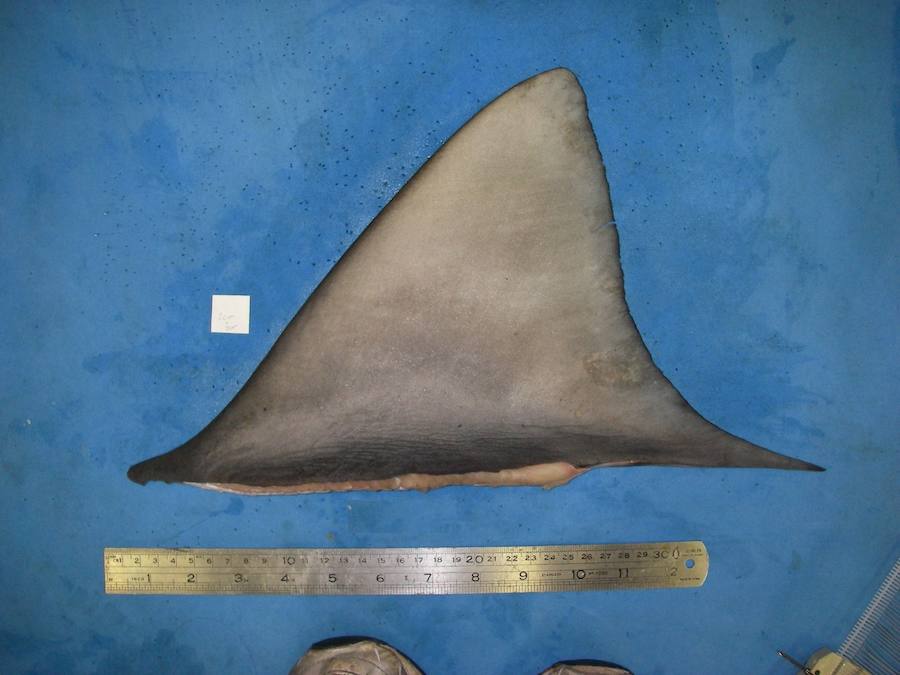 Por sus aletas los conocerás. 