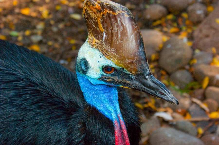 Las aves que dan más miedo. El casuario austral, originario de Australia y Nueva Guinea, es un ave de gran tamaño que no vuela. Cuando se siente amenazado ataca con ferocidad. Es una de las pocas aves capaces de matar a un hombre. Sus patadas son muy poderosas y posee unas afiladas garras. «Como si te golpearan con unas zapatillas con clavos», describen desde BirdLife International.