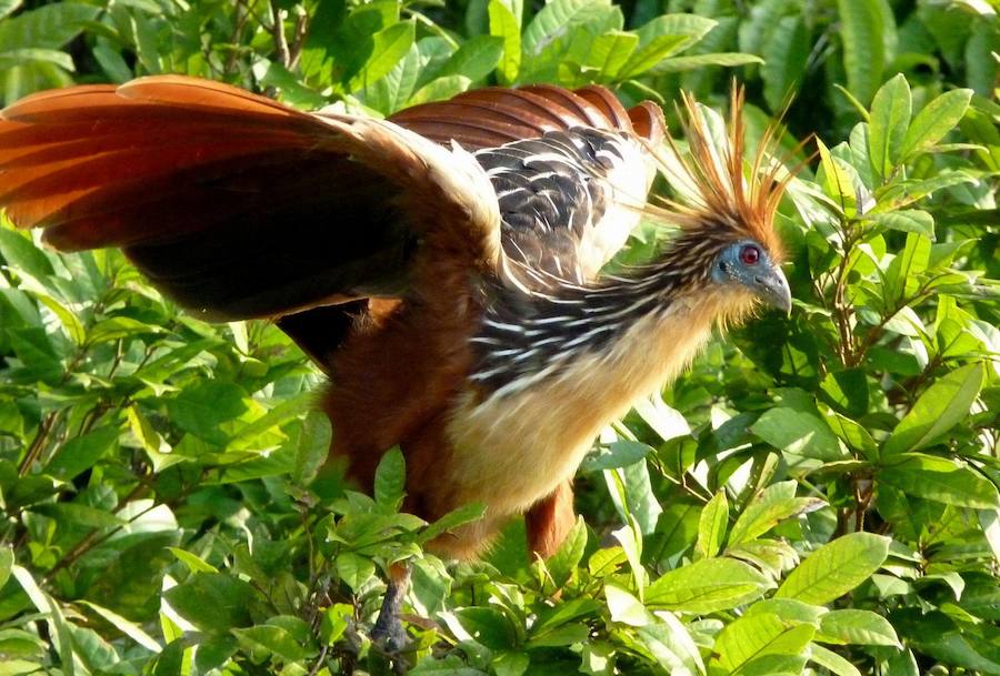 Las aves que dan más miedo. El hoacín es un ave autóctono de las selvas tropicales de América del Sur que tiene un sistema digestivo similar al de las vacas. Y su olor es también similar al del estiércol de éstas. Un inconveniente para sus vecinos, apuntan desde BirdLife International.