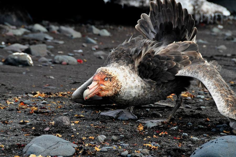 Las aves que dan más miedo. El petrel gigante antártico posee un mecanismo de defensa único: cuando se siente amenazado regurgita comida y segrega aceite que dirige hacia sus atacantes.
