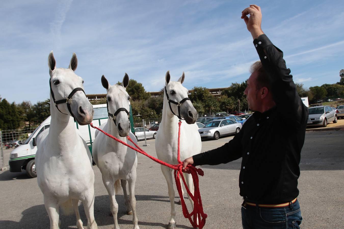 1.069 caballos de 342 ganaderías se dan cita a partir de mañana en Sicab