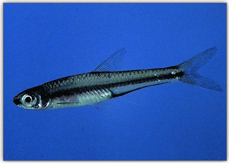 Florida protegerá a 57 de sus especies autóctonas más amenazadas. Nueve serán peces, como el limpiabotas bocanegra (Notropis melanostomus).
