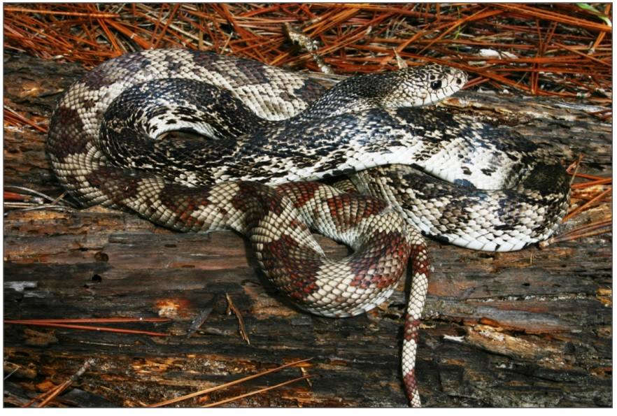 Florida protegerá a 57 de sus especies autóctonas más amenazadas. Doce serán reptiles, como la serpiente de pinos (Pituophis melanoleucus mugitus).