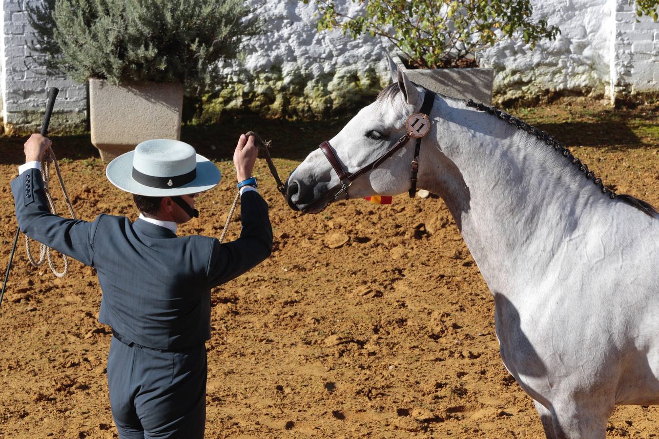 Caballos hispano-árabes en la Venta de Antequera