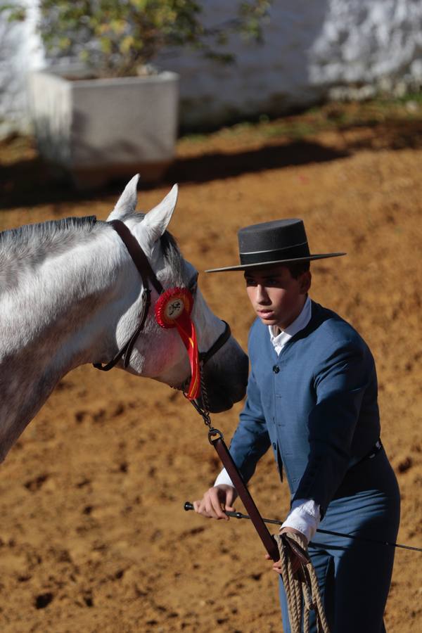 Caballos hispano-árabes en la Venta de Antequera