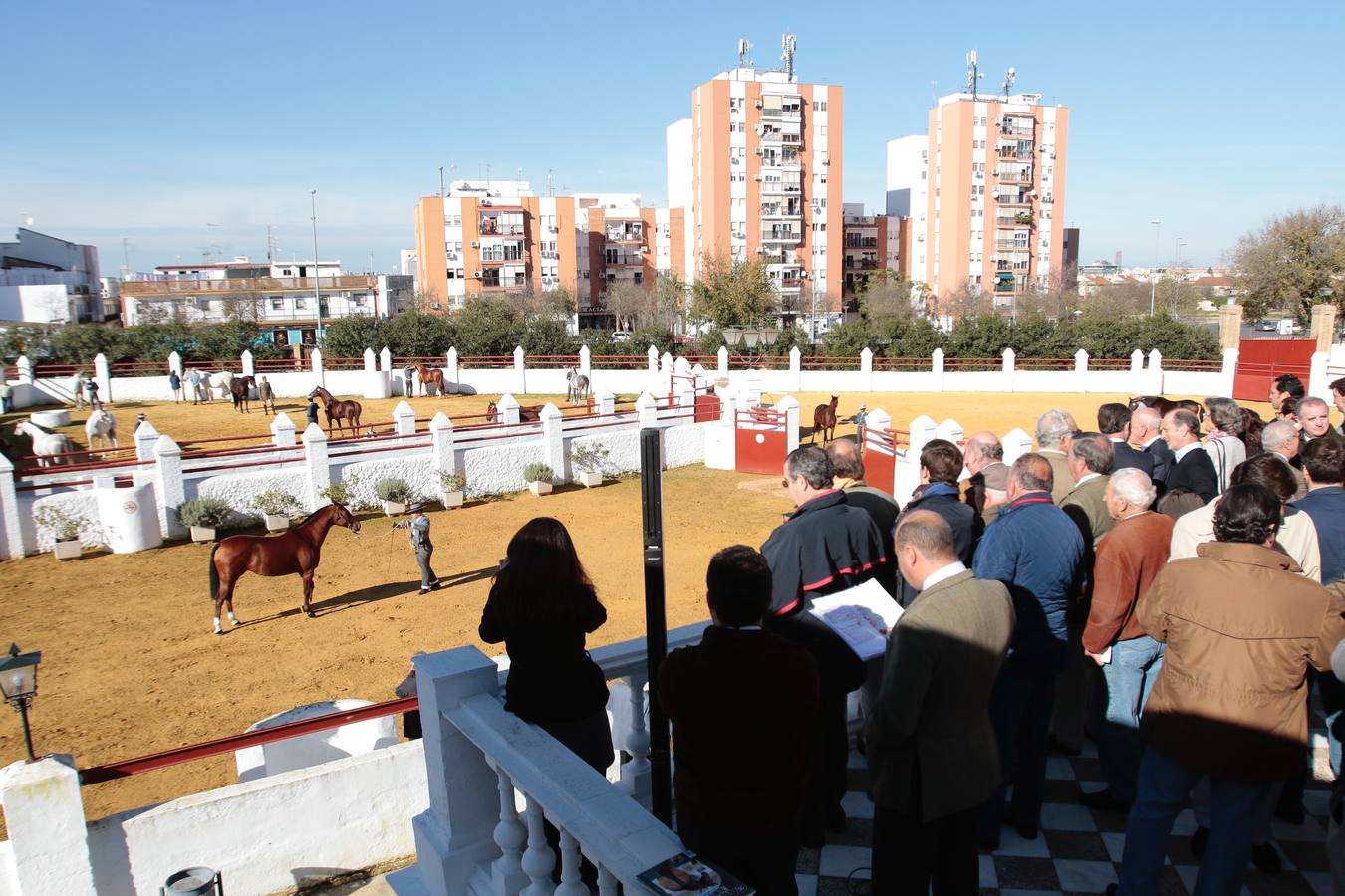 Caballos hispano-árabes en la Venta de Antequera