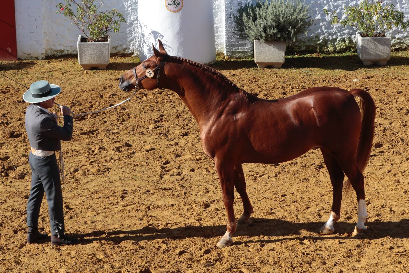 Caballos hispano-árabes en la Venta de Antequera