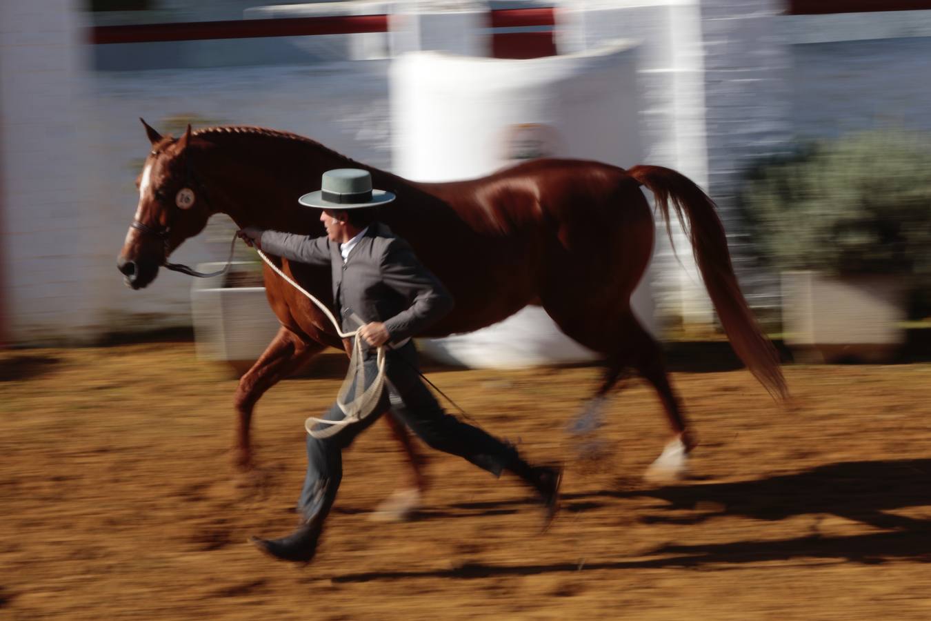 Caballos hispano-árabes en la Venta de Antequera