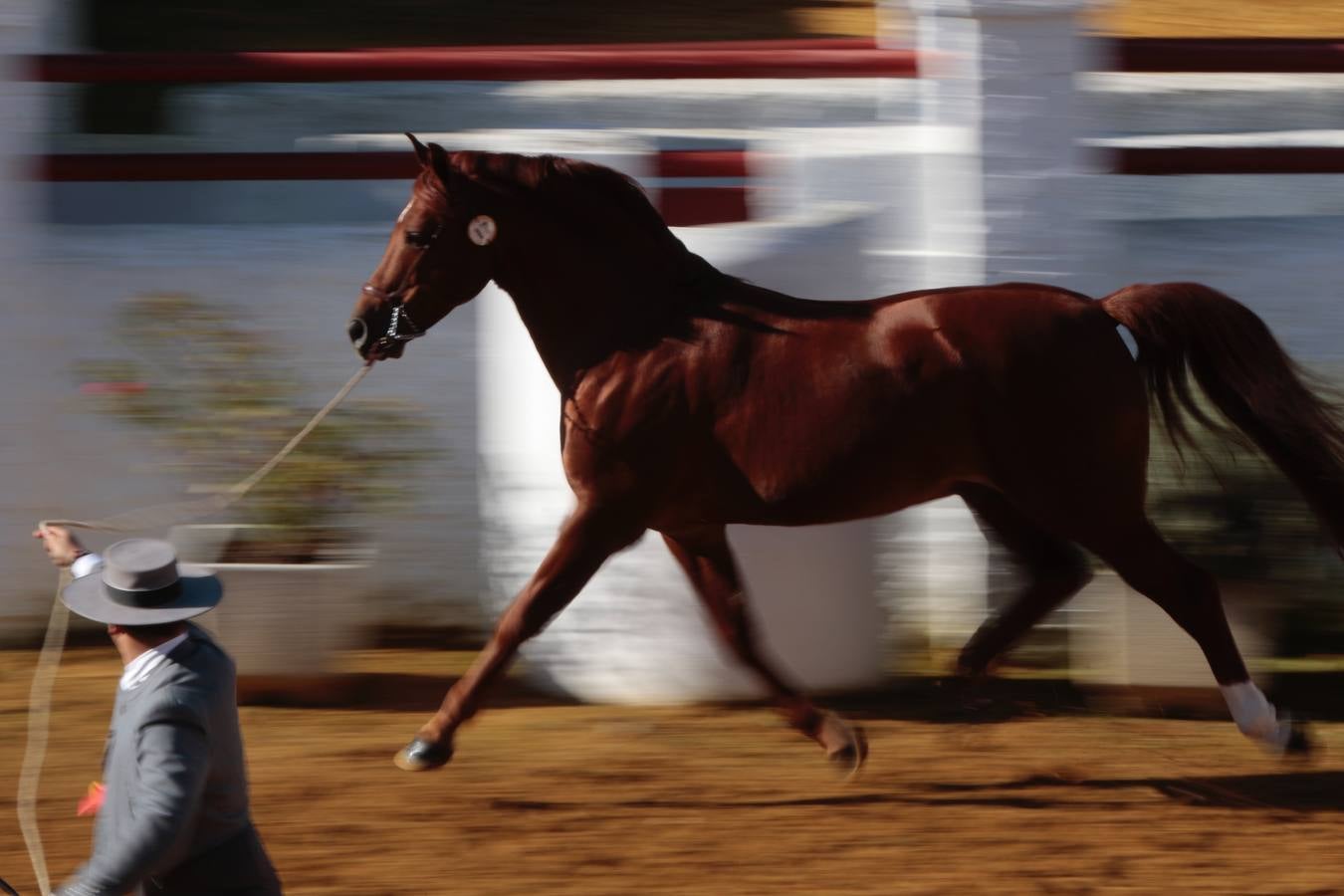 Caballos hispano-árabes en la Venta de Antequera