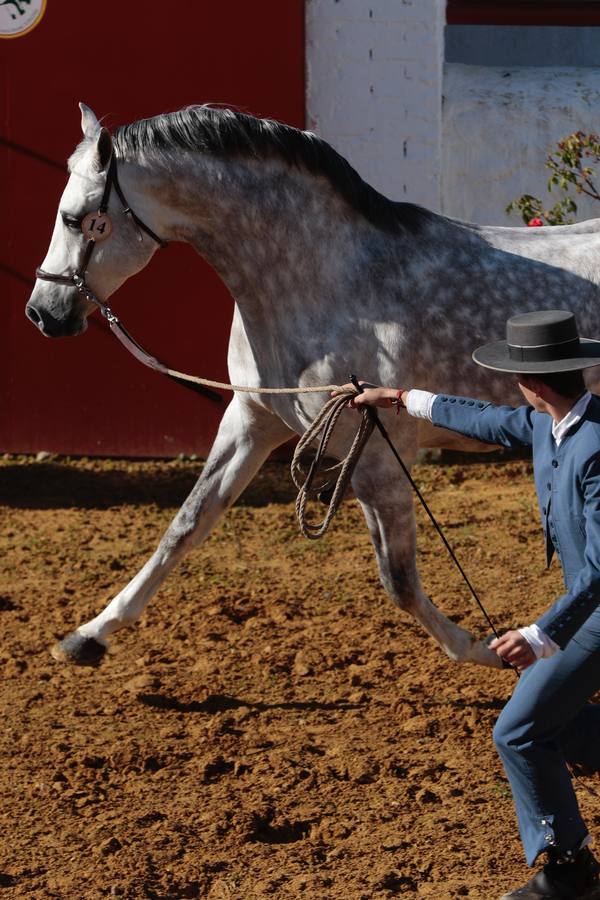 Caballos hispano-árabes en la Venta de Antequera