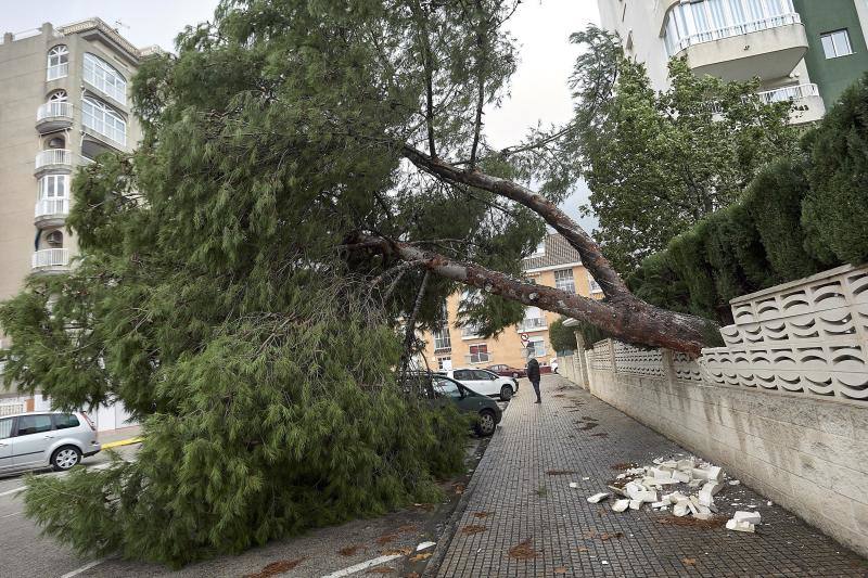 Un pino de una urbanización de la localidad de valenciana de Gandía derribado por el fuerte temporal de lluvia y viento que afecta a la Comunidad Valenciana. 