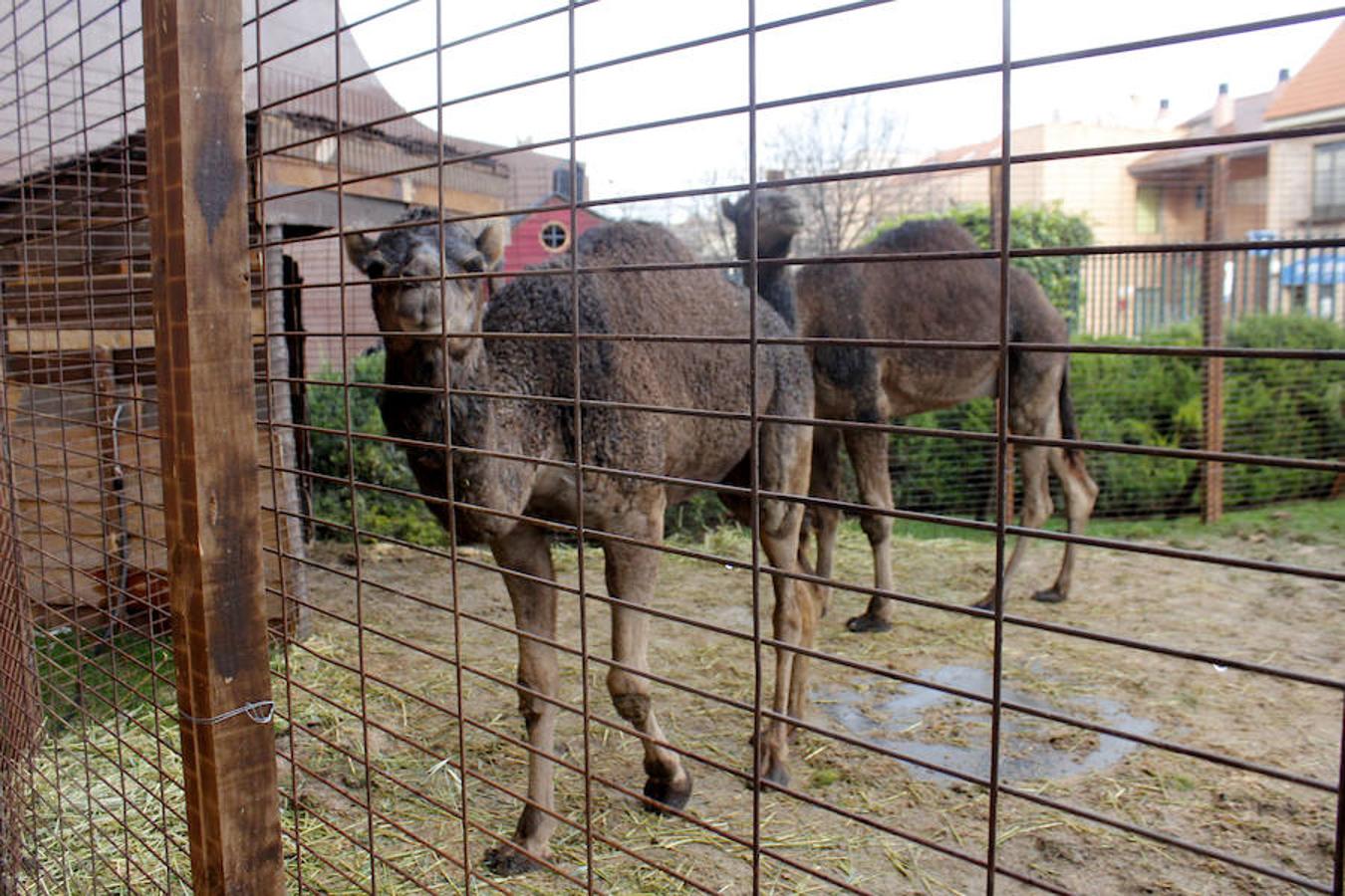 Caja Rural abre su belén con más de 70 animales