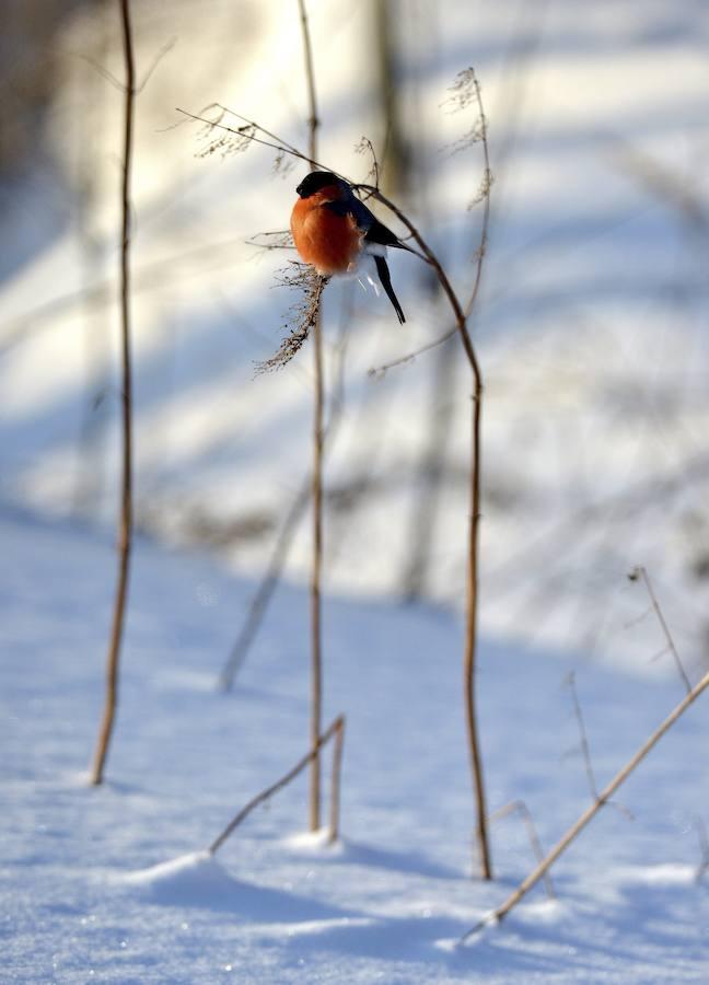 Un camachuelo común descansa sobre una planta en una fría mañana en la que los termómetros marcan los 15 grados bajo cero en la localidad de Roztoka en Przemysl (Polonia) hoy, 6 de enero. 