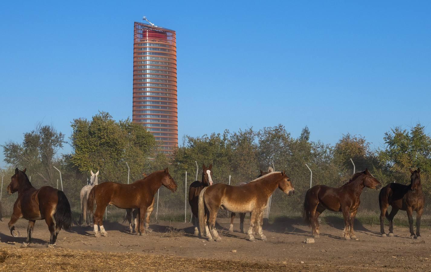 Caballos toreros en la Vega de Triana