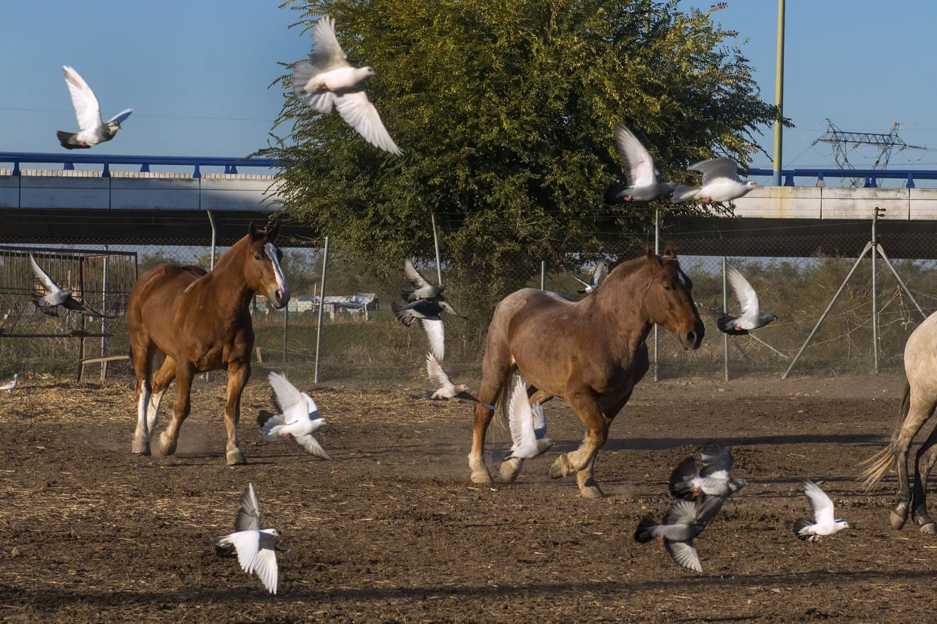 Caballos toreros en la Vega de Triana