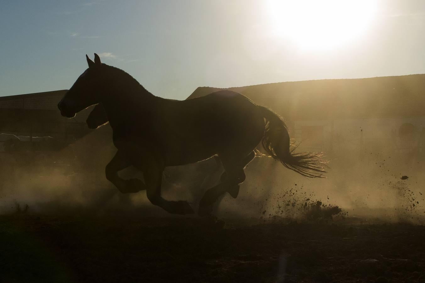 Caballos toreros en la Vega de Triana