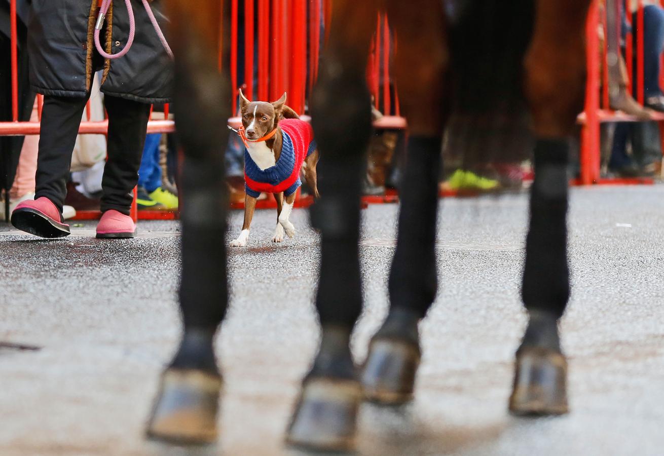 Bendición de animales por San Antón en Valencia. 