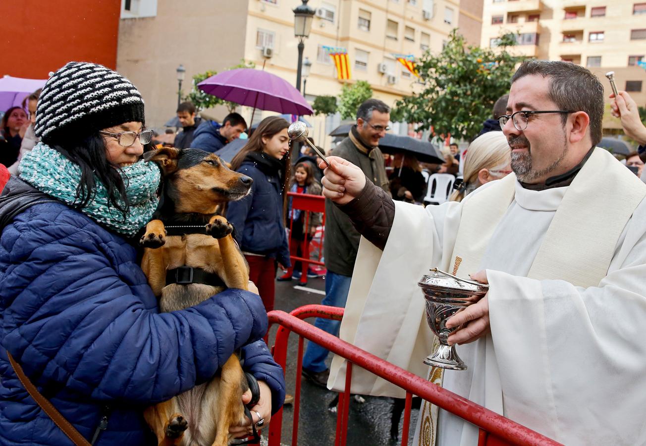 Bendición de animales por San Antón en Valencia. 
