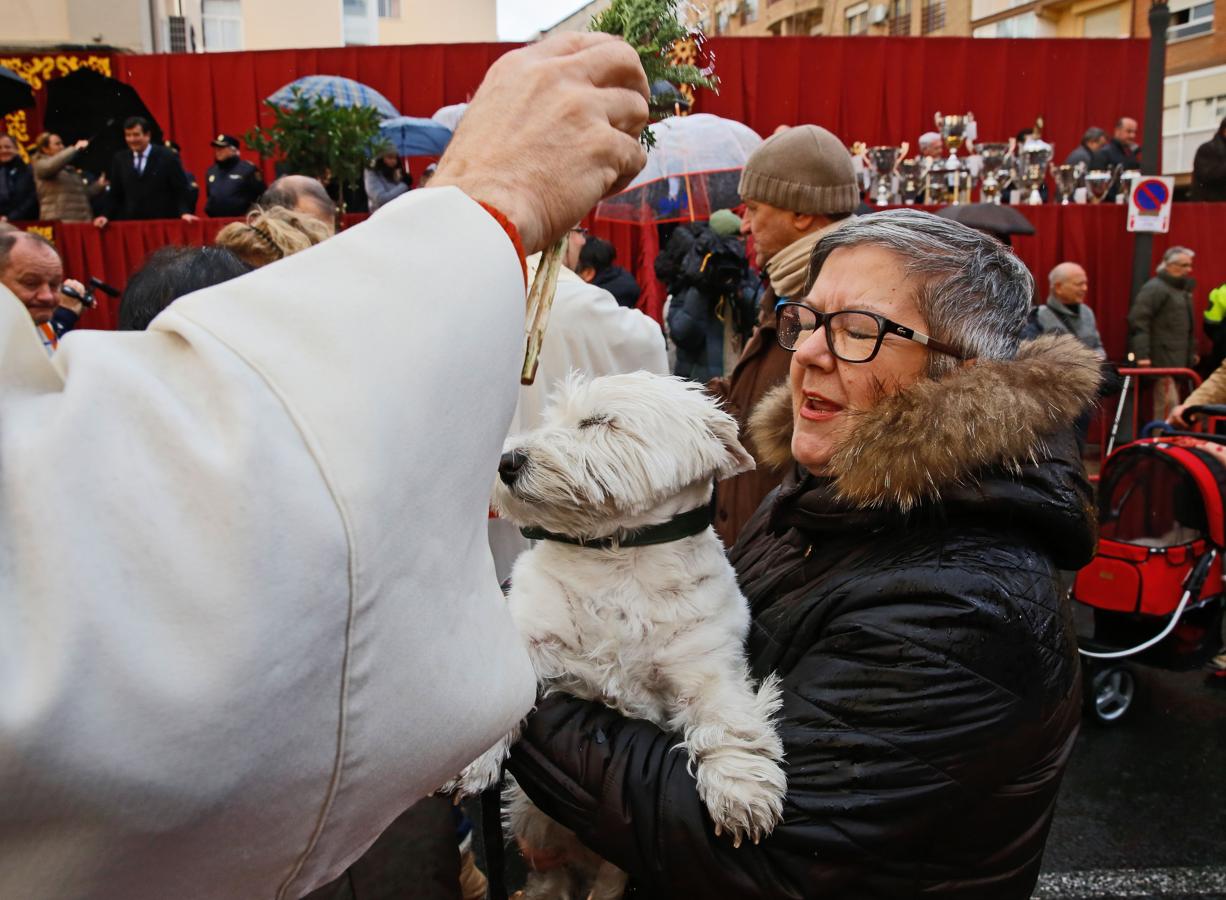 Bendición de animales por San Antón en Valencia