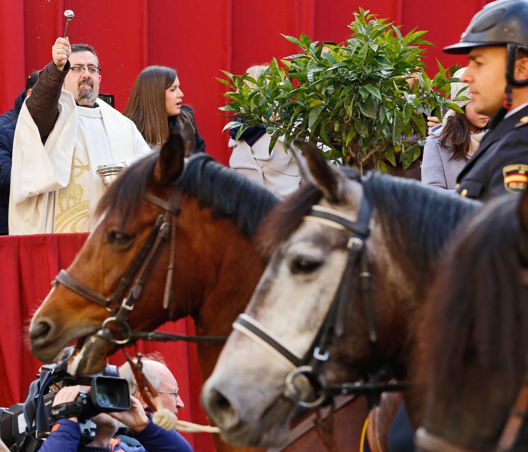 Bendición de animales por San Antón en Valencia