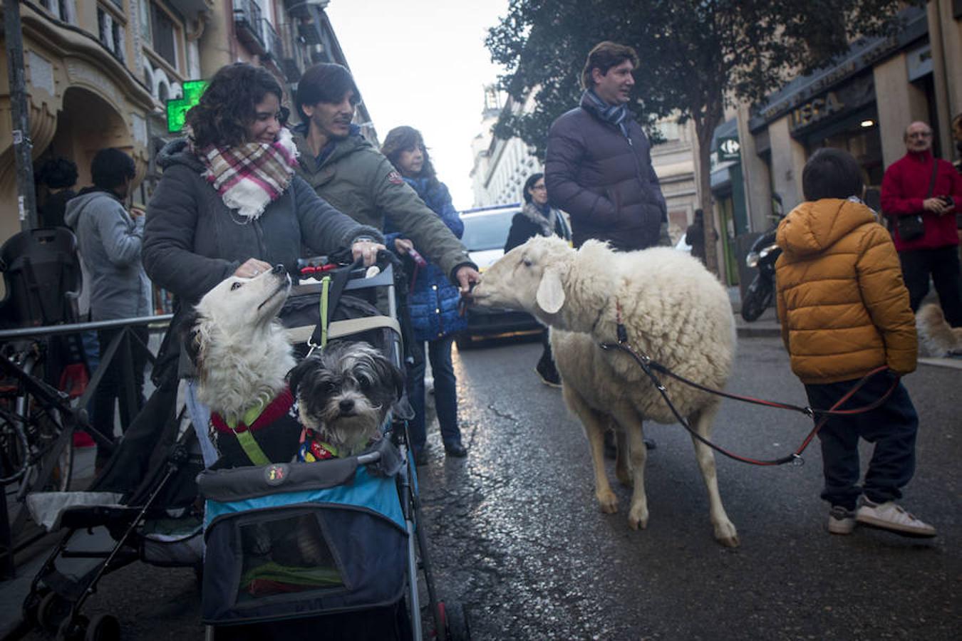 9. Vueltas de San Antón en el barrio madrileño de Chueca