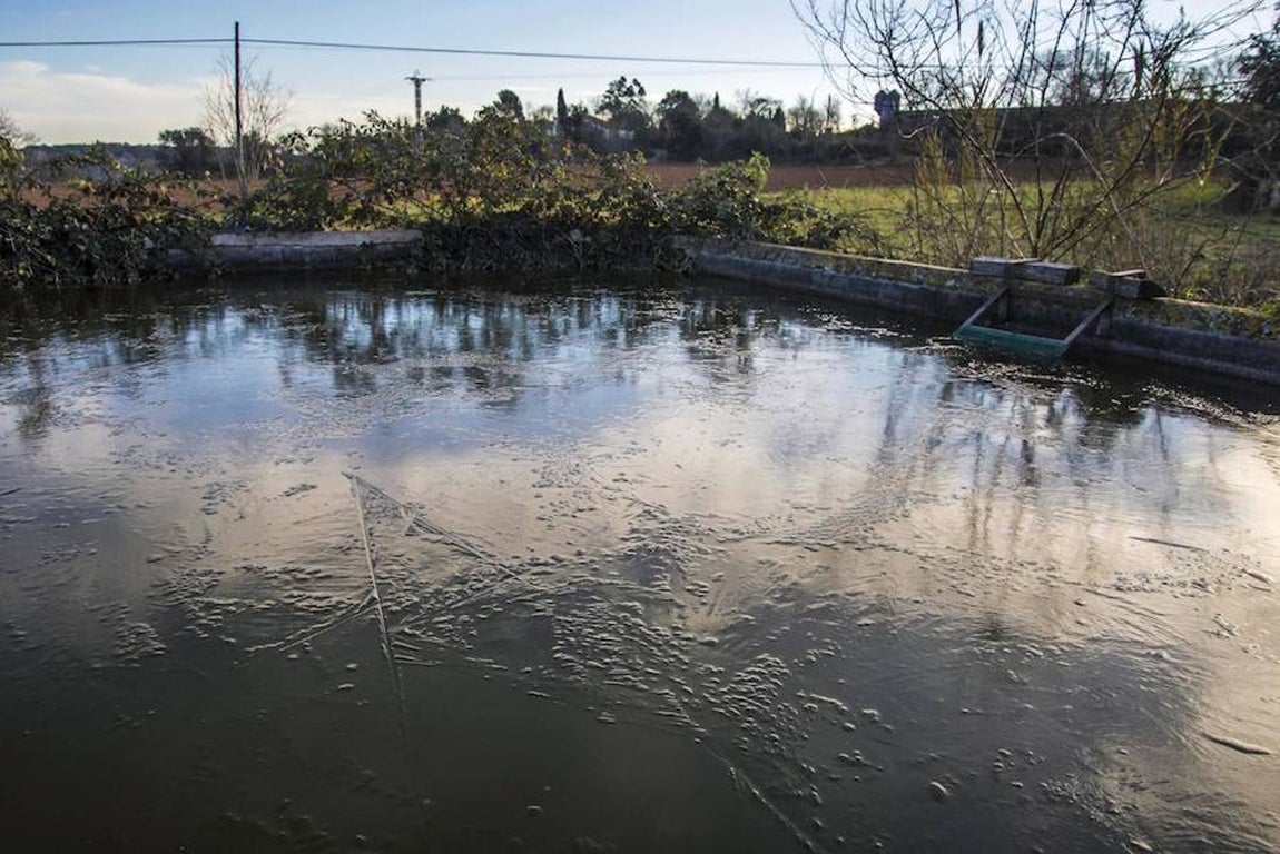 Las imágenes más impactantes de la ola de frío. Vista de un estanque congelado en un huerto de la población de Esponelà de la comarca del Pla de l'Estany (Girona). En Cataluña algunas localidades han registrado mínimas de 12 grados bajo cero.