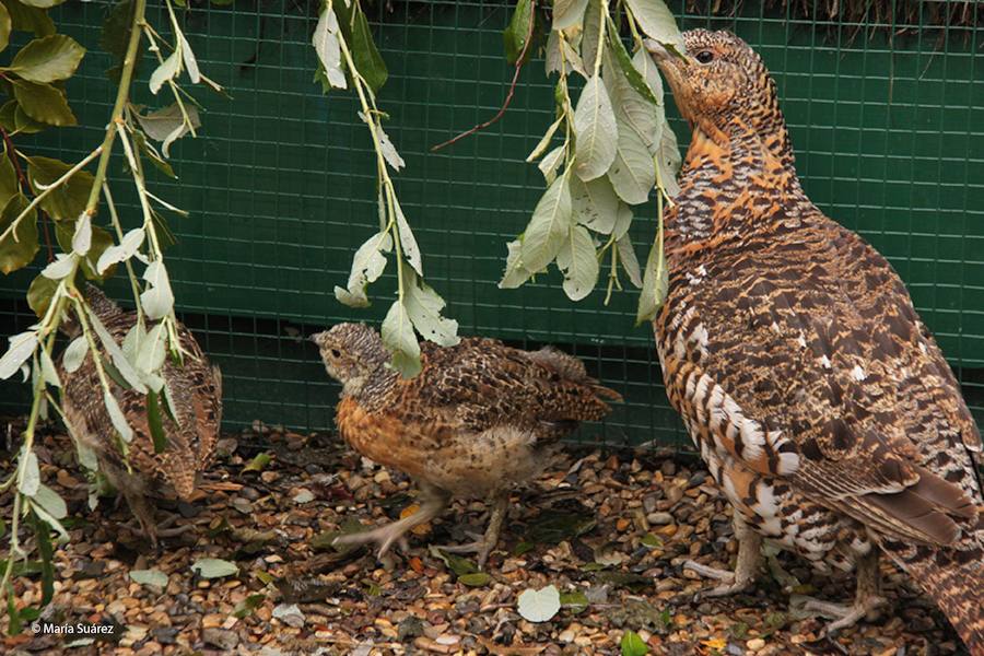 Bases para la conservación futura de la especie. El proyecto LIFE+ Urogallo cantábrico ha permitido sentar las bases de la conservación futura de la especie, a través de la experiencia y al conocimiento científico y técnico adquirido.