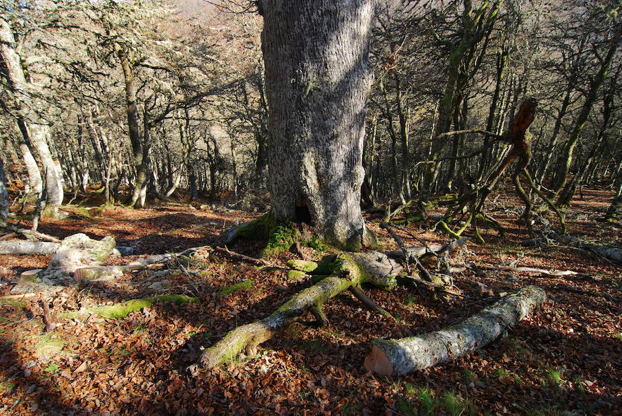 Cría en cautividad. El programa de cría en cautividad ha dado sus primeros frutos y cuenta ya con 23 ejemplares. El centro de cría y reserva genética del urogallo cantábrico alberga en sus instalaciones 22 de ellos, y el ejemplar restante se encuentra en el centro de recuperación de fauna silvestre de Cantabria.