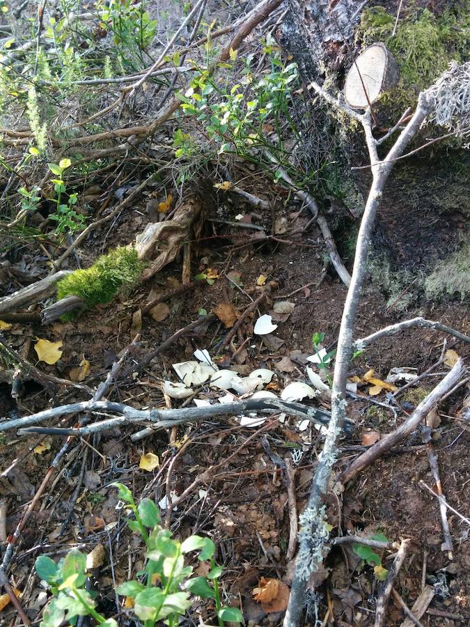 Seguimiento de ejemplares en el medio silvestre. El programa de captura, marcaje y retirada de puestas ha permitido llevar a cabo un seguimiento de ejemplares capturados y marcados con emisores para su localización y, en caso de que sea posible, retirar puestas para su incorporación al centro cría y reserva genética de Sobrescobio.