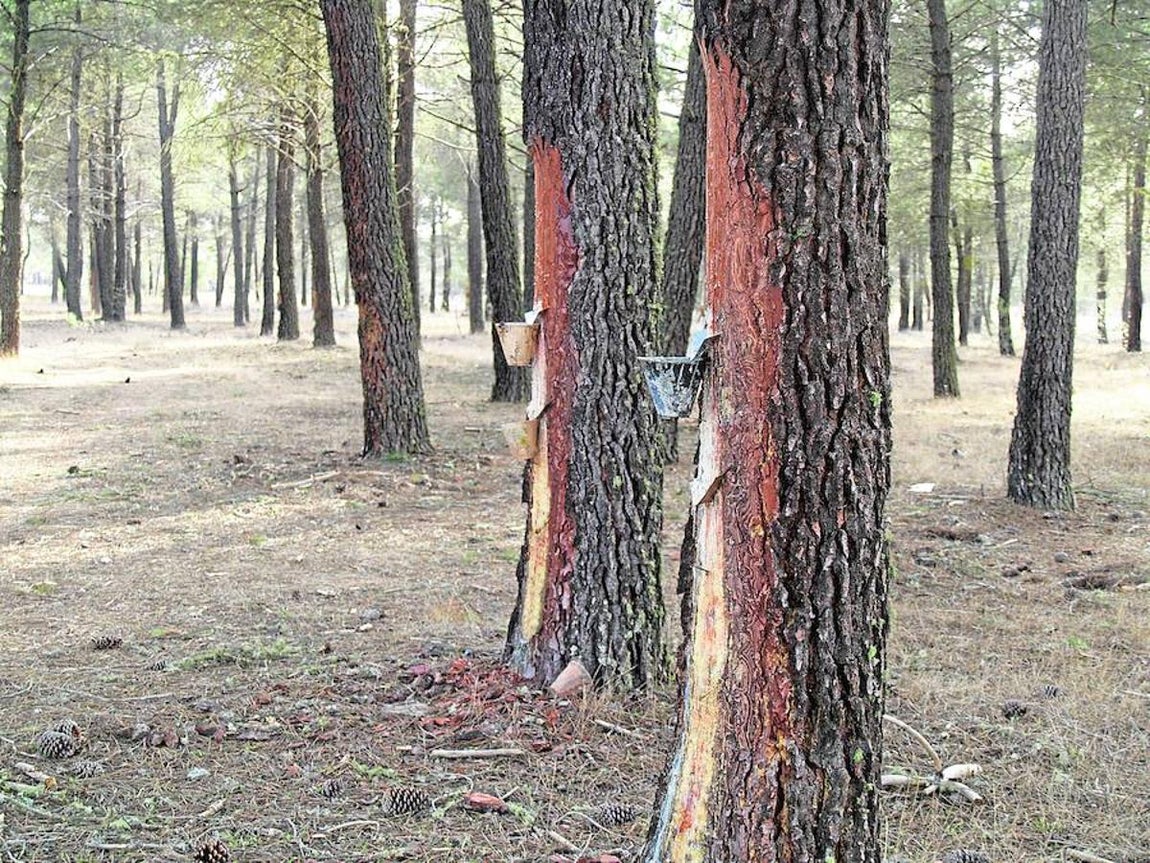 Bosques. Los bosques albergan más del 80% de la biodiversidad terrestre. Hay más de 80.000 especies de árboles, pero solo un 1% ha sido estudiado en profundidad por su potencial presente y futuro.