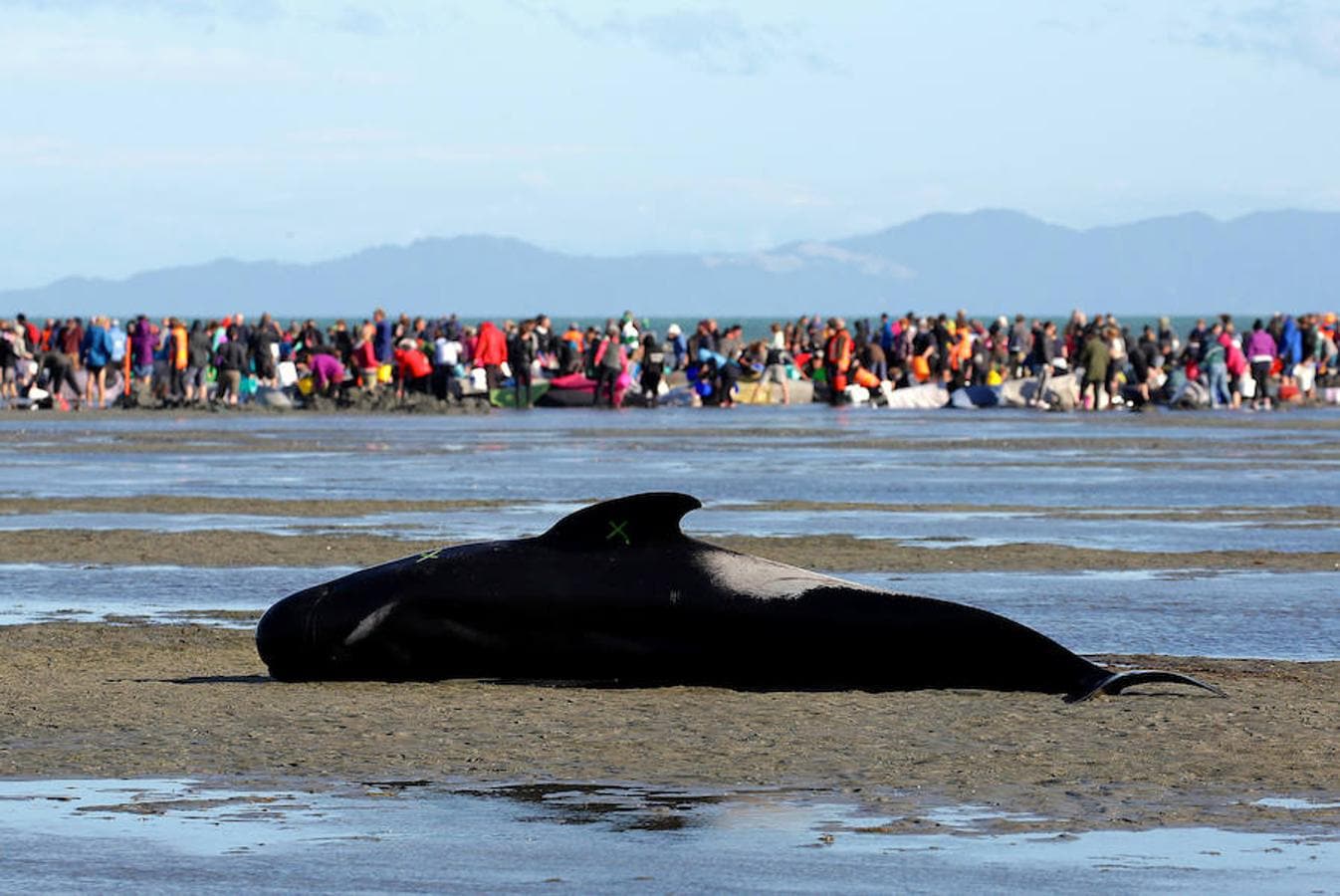 Las ballenas piloto han quedado varadas en una playa en Farewell Spit, en la isla Sur. Decenas de voluntarios y ecologistas de la zona se encuentran en la playa tratando de mantener con vida a las ballenas que han sobrevivido