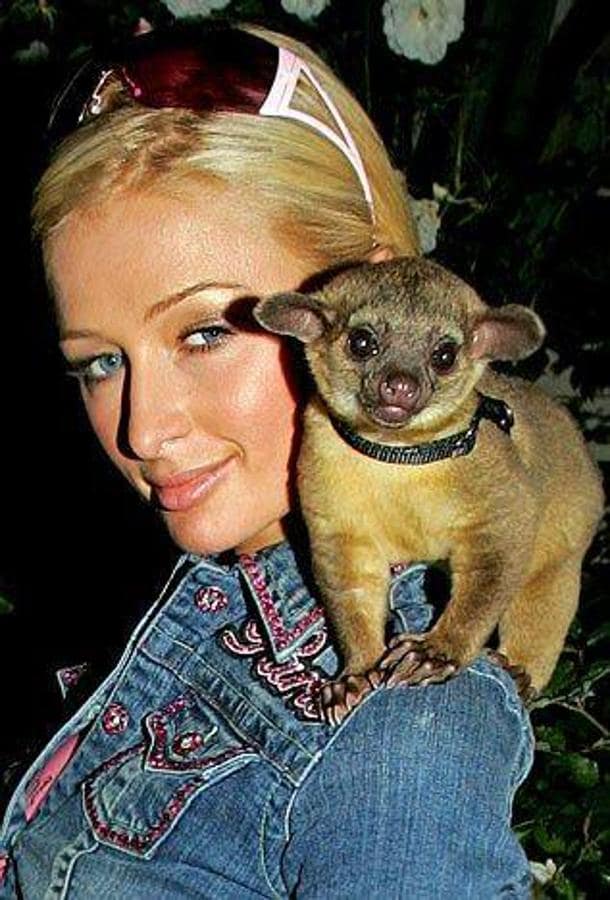 Las autoridades protectoras de animales declararon ilegal el kinkajou que se compró la rica heredera durante un viaje a Las Vegas, con mucho pesar Paris Hilton tuvo que devolver la mascota