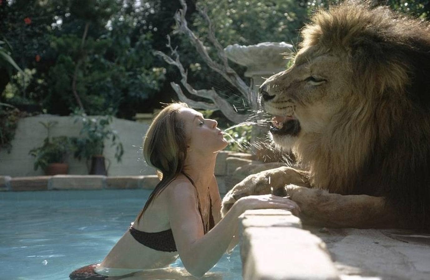 Los padres de la actriz Melanie Griffith decidieron comprar un león como mascota después de un viaje de la familia a África. El animal convivió con la familia durante mucho tiempo en su casa de California 