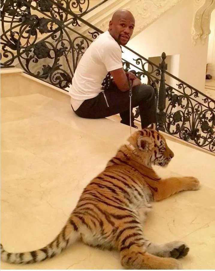 Tras haber viajado a la India para realizar actividades promocionales, el boxeador Mike Tyson recibió un peligroso regalo, un tigre