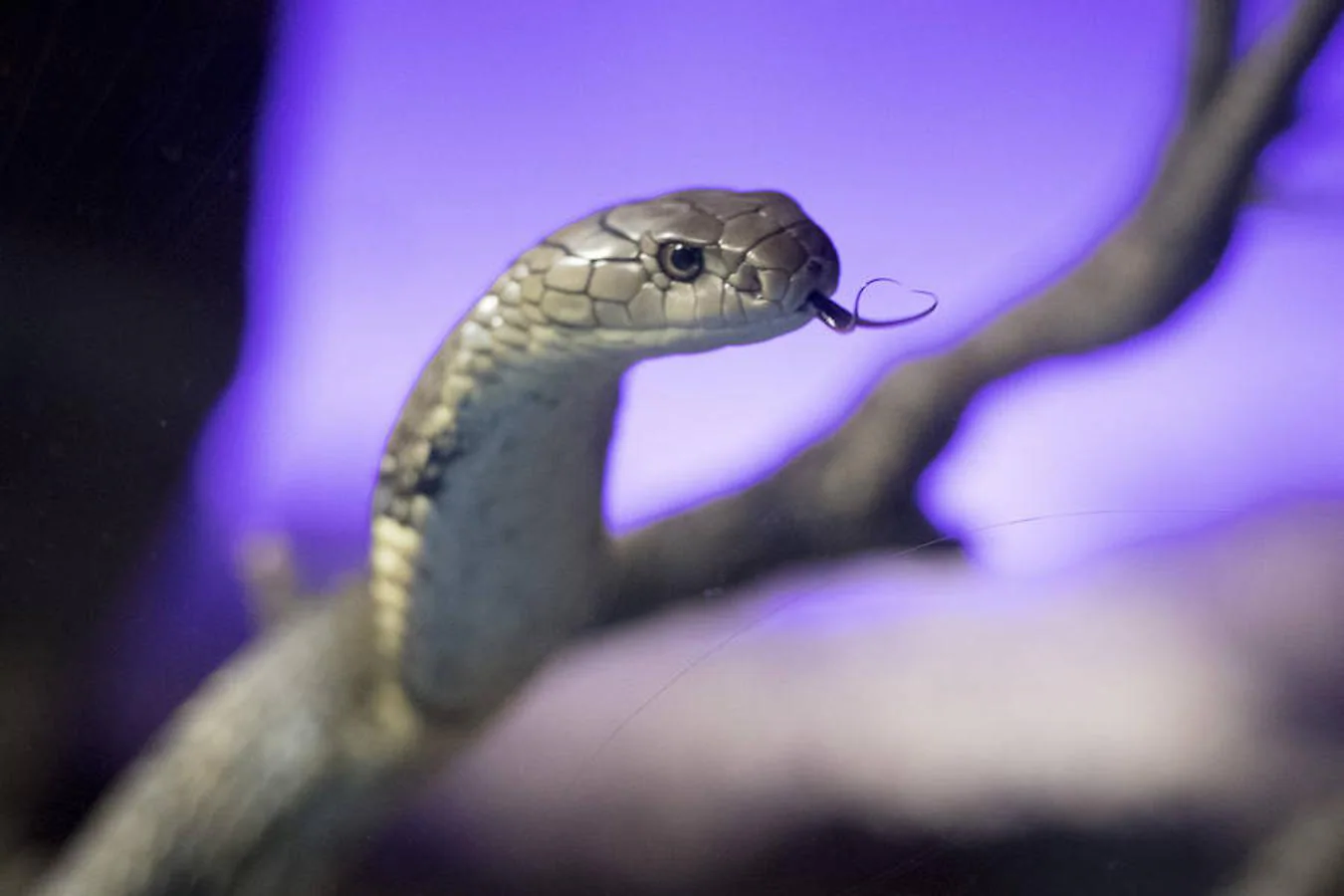 La king cobra o cobra real es la serpiente que myor concentración de veneno posee