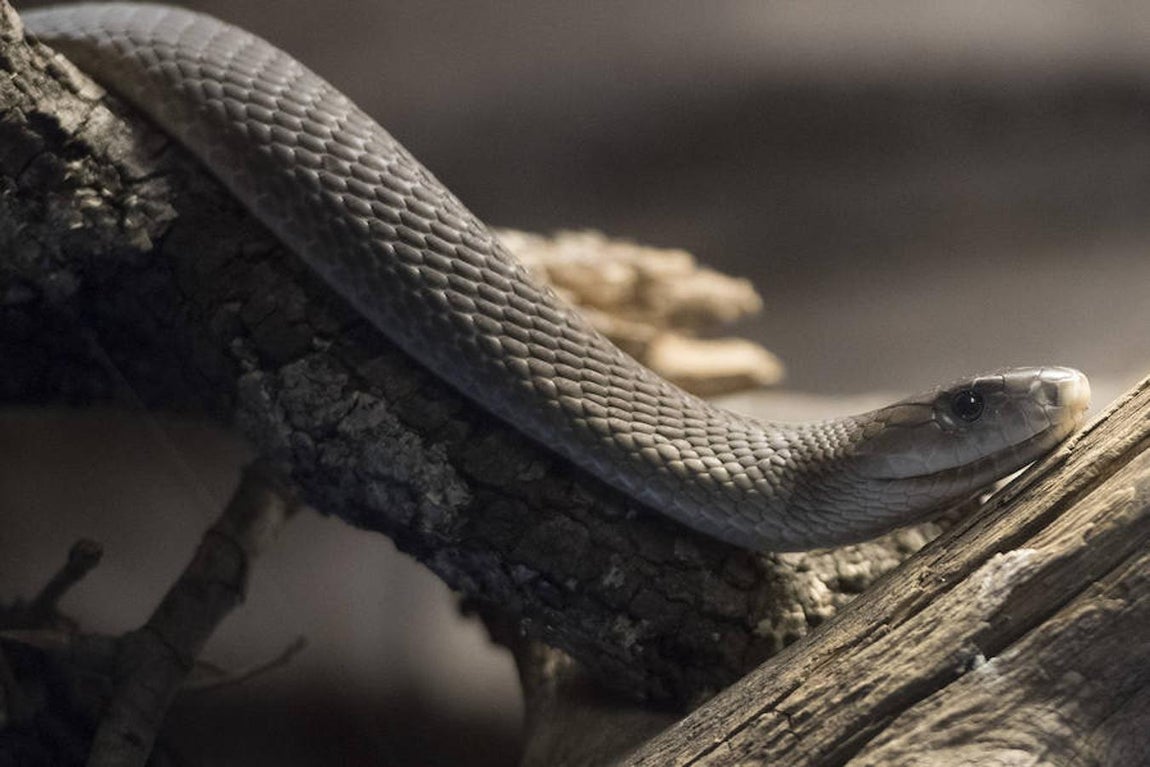 Originaria de África, el potente veneno de la mamba negra fulmina a sus presas en apenas segundos. 