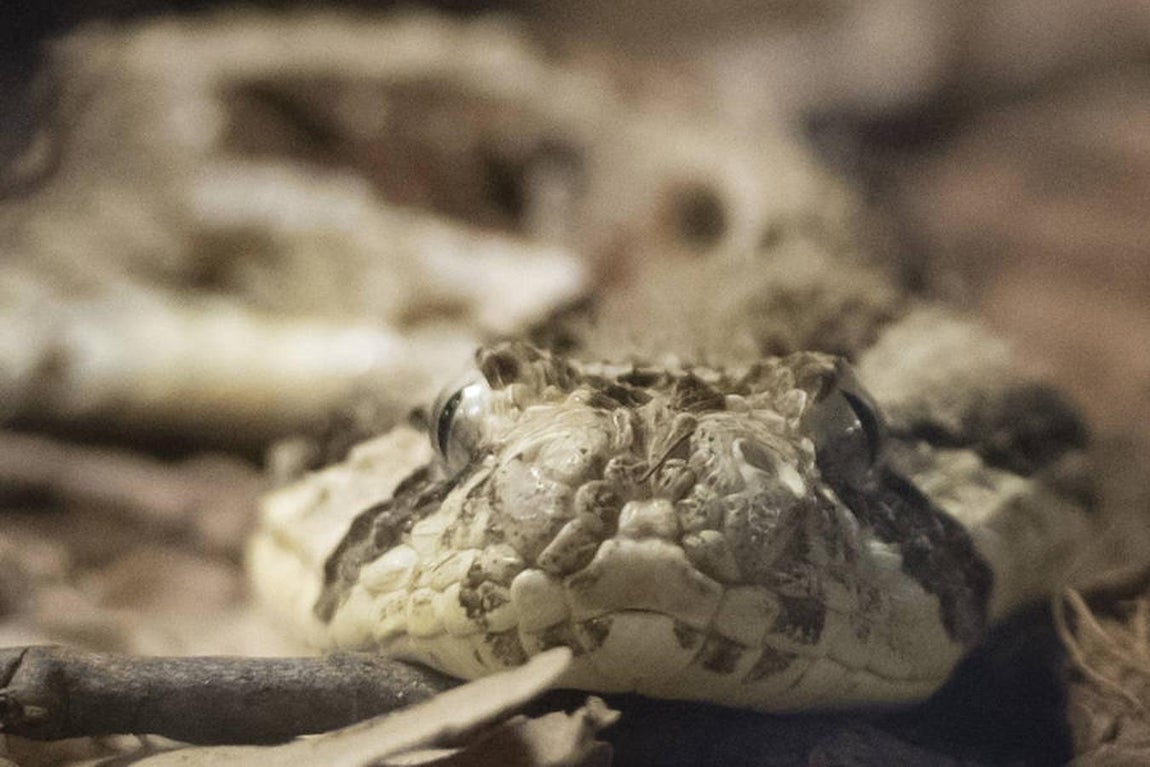 La víbora sopladora es la responsable del mayor número de muertes en África. 