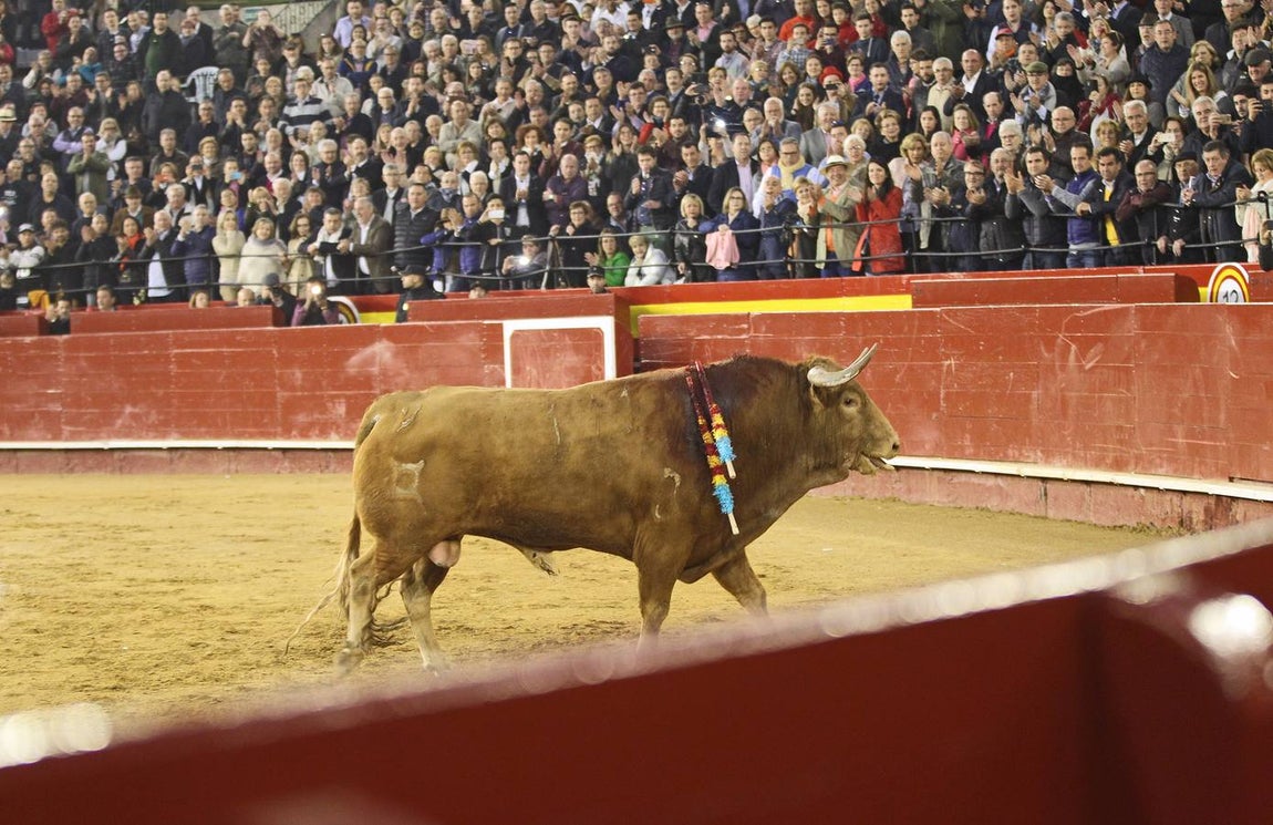 «Pasmoso» vuelve a chiqueros tras ser indultado. 