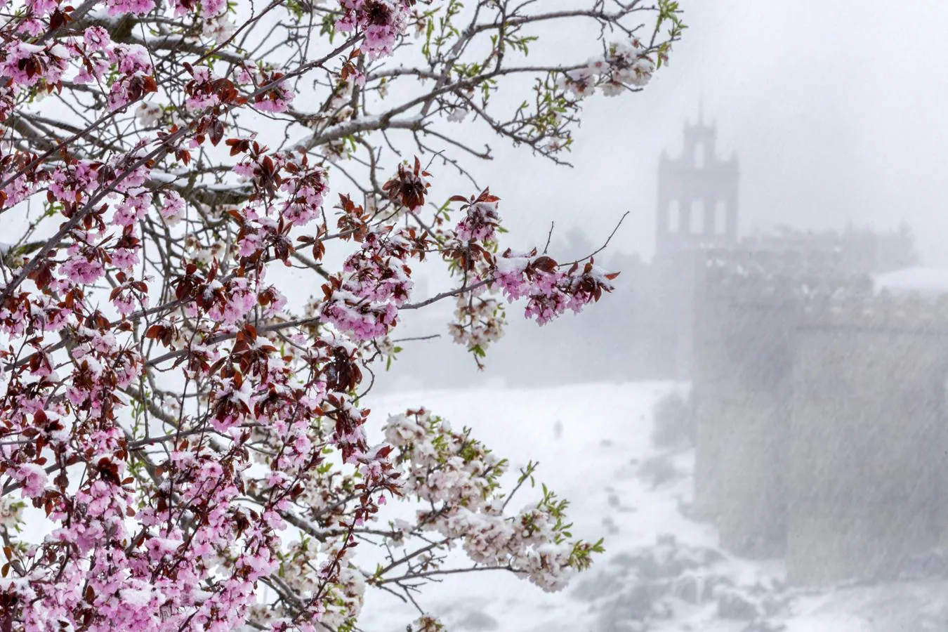 Detalle de un árbol en flor bajo una intensa nevada en Ávila.