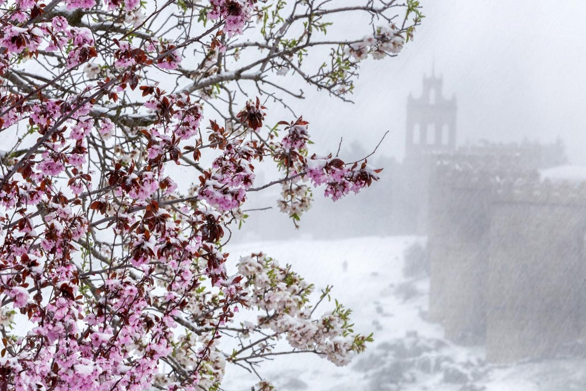 Detalle de un árbol en flor bajo una intensa nevada en Ávila.. 