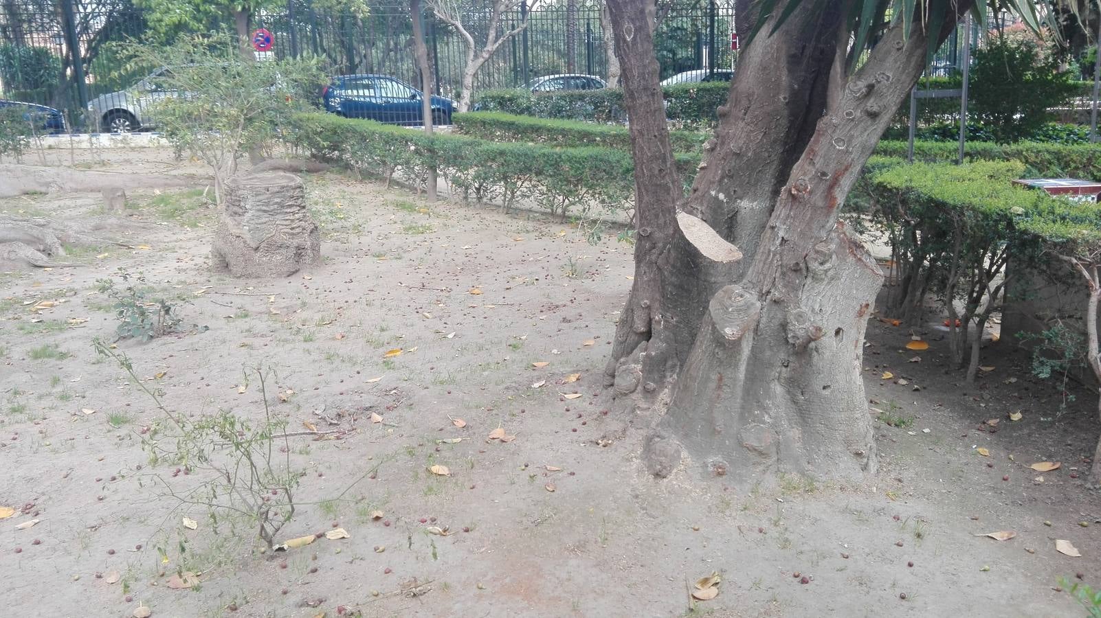 Tocón de palmera afectada por el picudo rojo