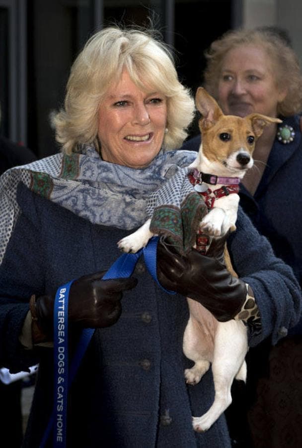 La duquesa de Cornuelles está muy implicada en la ayuda a los animales. Tanto es así, que en su última visita a España, la esposa del Príncipe Carlos amadrinó a un cachorro al que llamó «Columbus» (Colón, en castellano) 