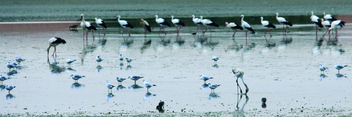 Avifauna en los lagunazos de La Mancha. 