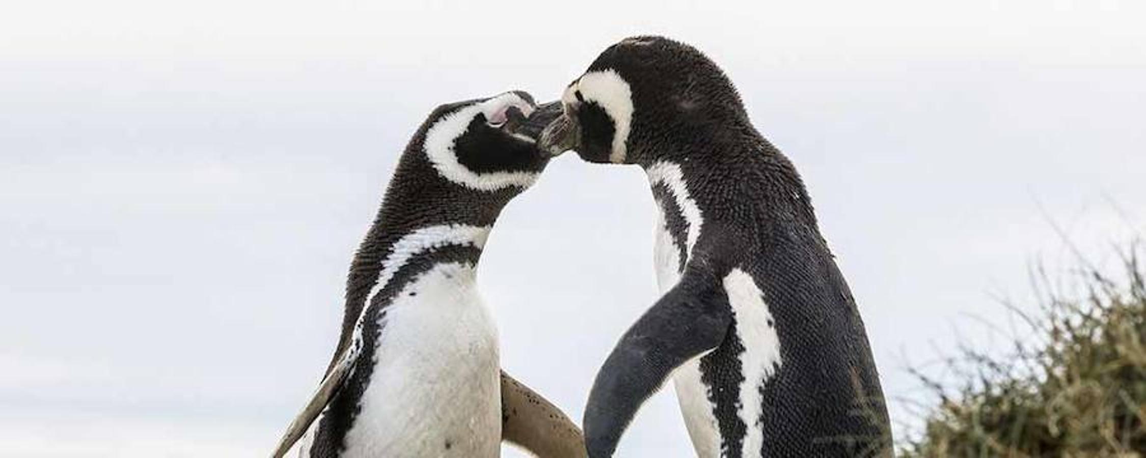 Día de los pingüinos. Los pingüinos son la segunda especie de ave marina más amenazada del mundo, solo precedida de los albatros.