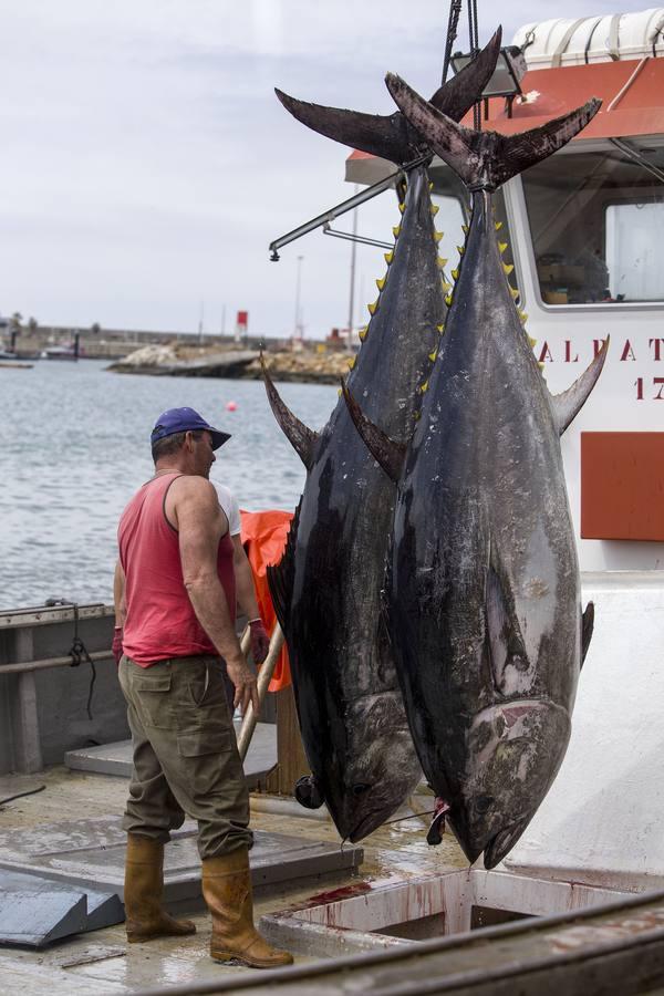 Primera &#039;levantá&#039; del atún en Barbate