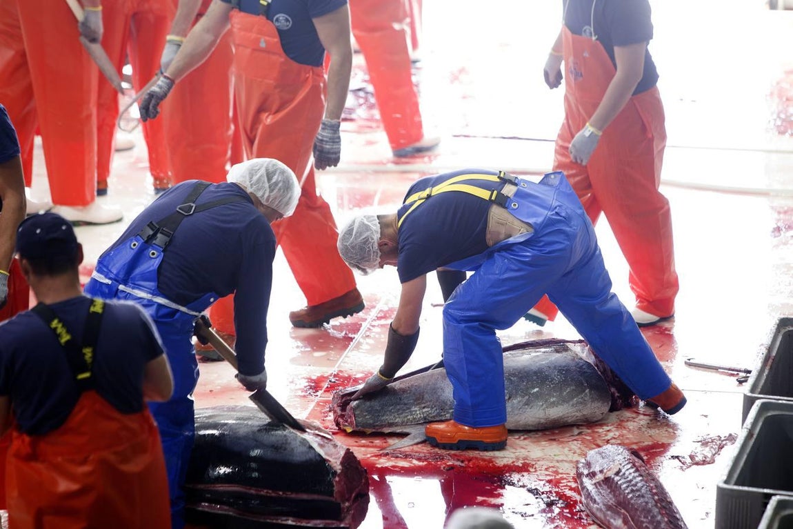 Primera &#039;levantá&#039; del atún en Barbate