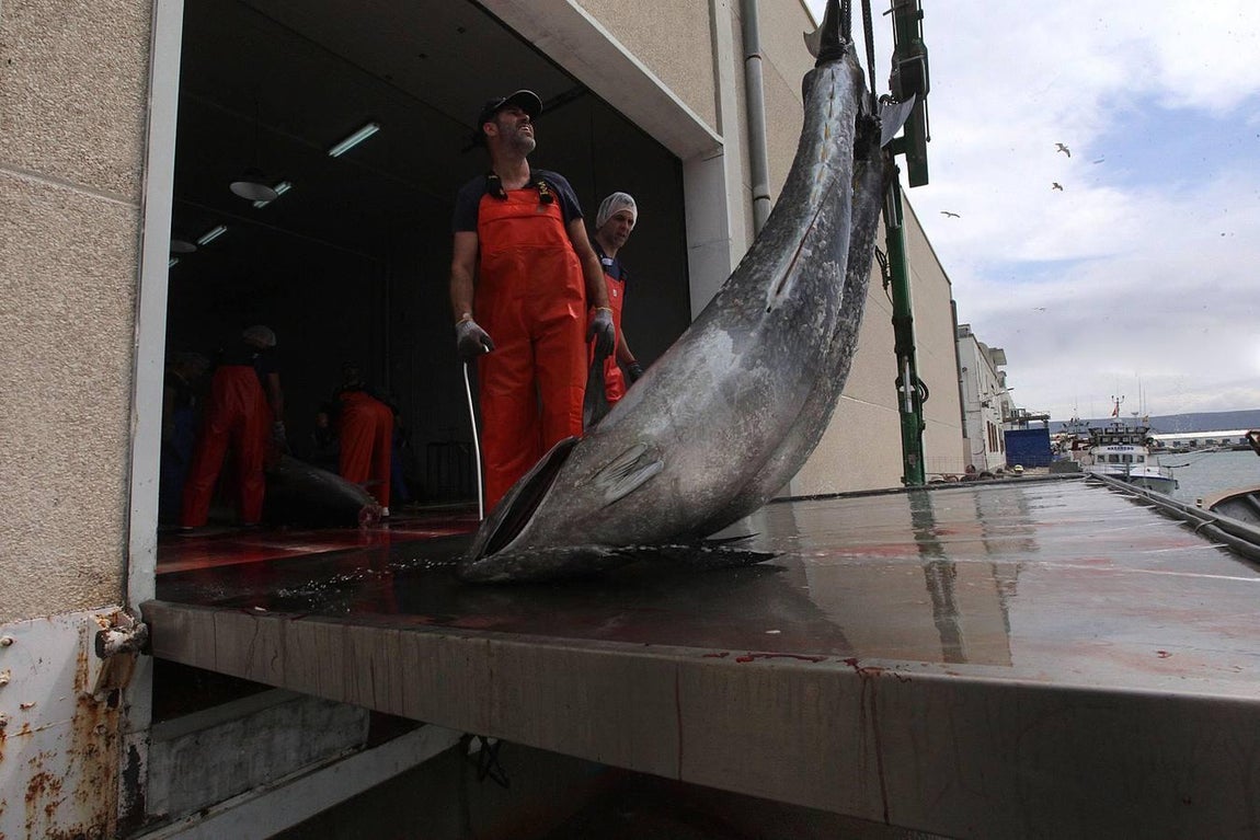 Primera &#039;levantá&#039; del atún en Barbate
